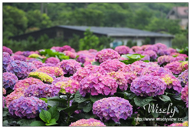 【遊記】台北市。陽明山花季：2015竹子湖繡球花＠士林寶飽煲、大賞園花卉農場、亞尼克夢想村1號店