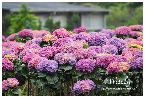 【遊記】台北市。陽明山花季：2015竹子湖繡球花＠士林寶飽煲、大賞園花卉農場、亞尼克夢想村1號店