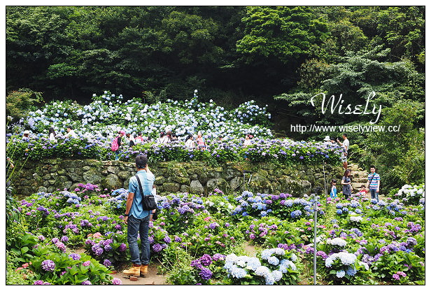 【遊記】台北市。陽明山花季：2015竹子湖繡球花海＠水車寮步道，東湖海芋花卉區(交通指南)