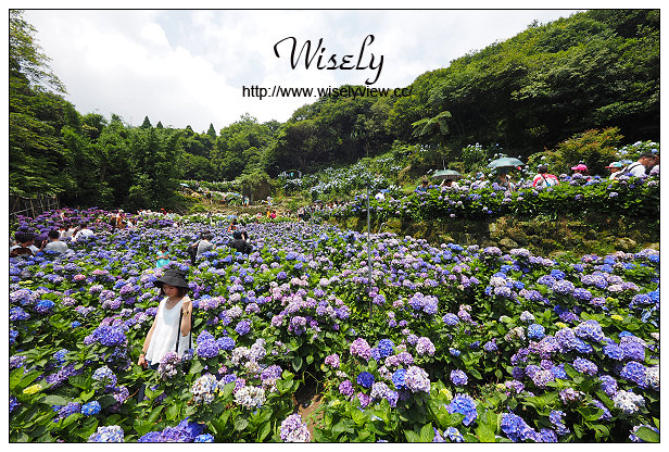【遊記】台北市。陽明山花季：2015竹子湖繡球花海＠水車寮步道，東湖海芋花卉區(交通指南)