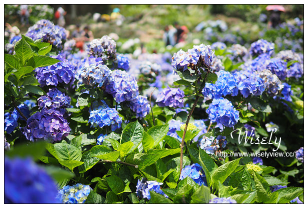 【遊記】台北市。陽明山花季：2015竹子湖繡球花海＠水車寮步道，東湖海芋花卉區(交通指南)