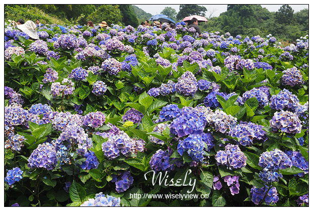【遊記】台北市。陽明山花季：2015竹子湖繡球花海＠水車寮步道，東湖海芋花卉區(交通指南)