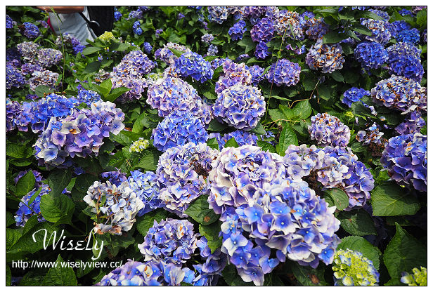 【遊記】台北市。陽明山花季：2015竹子湖繡球花海＠水車寮步道，東湖海芋花卉區(交通指南)