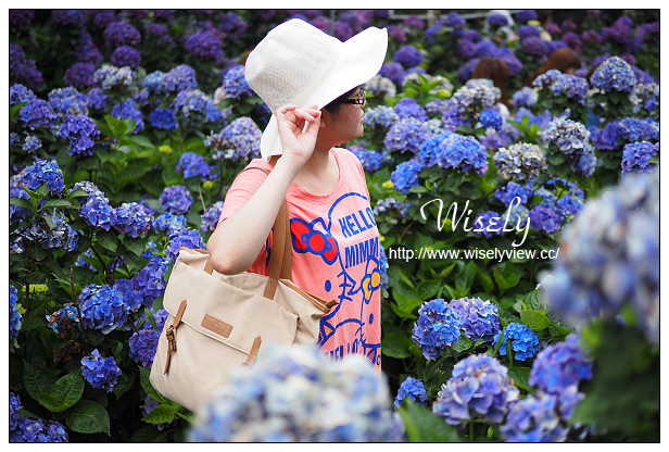 【遊記】台北市。陽明山花季：2015竹子湖繡球花海＠水車寮步道，東湖海芋花卉區(交通指南)