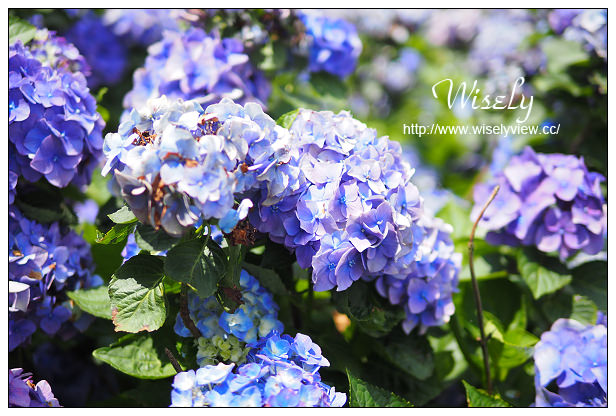 【遊記】台北市。陽明山花季：2015竹子湖繡球花海＠水車寮步道，東湖海芋花卉區(交通指南)