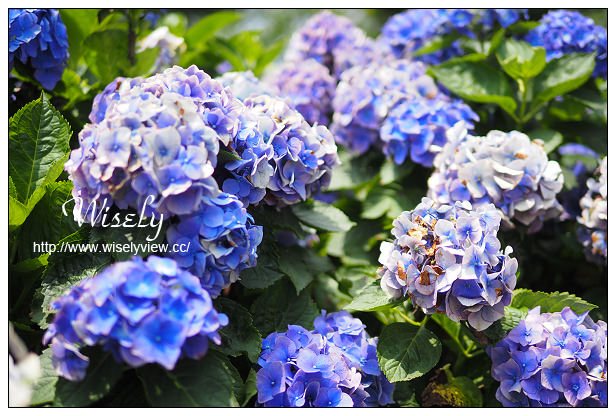 【遊記】台北市。陽明山花季：2015竹子湖繡球花海＠水車寮步道，東湖海芋花卉區(交通指南)