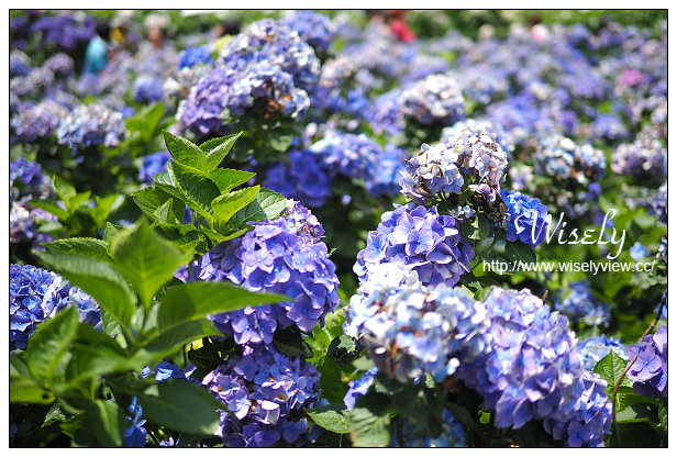 【遊記】台北市。陽明山花季：2015竹子湖繡球花海＠水車寮步道，東湖海芋花卉區(交通指南)