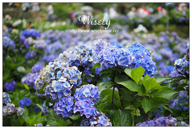 【遊記】台北市。陽明山花季：2015竹子湖繡球花海＠水車寮步道，東湖海芋花卉區(交通指南)