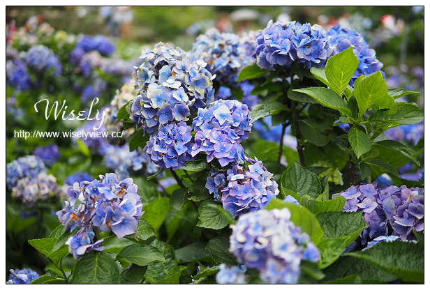 【遊記】台北市。陽明山花季：2015竹子湖繡球花海＠水車寮步道，東湖海芋花卉區(交通指南)