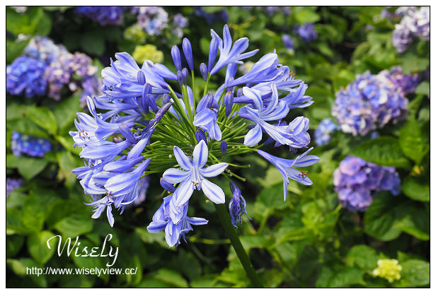 【遊記】台北市。陽明山花季：2015竹子湖繡球花海＠水車寮步道，東湖海芋花卉區(交通指南)