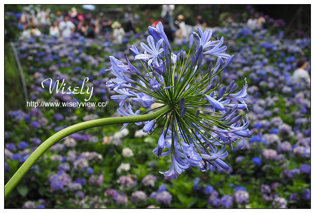 【遊記】台北市。陽明山花季：2015竹子湖繡球花海＠水車寮步道，東湖海芋花卉區(交通指南)