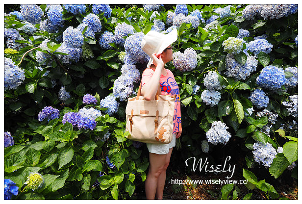 【遊記】台北市。陽明山花季：2015竹子湖繡球花海＠水車寮步道，東湖海芋花卉區(交通指南)