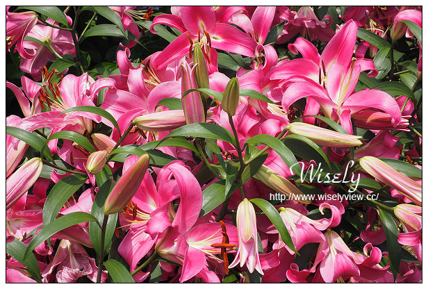 【遊記】台北市。陽明山花季：2015竹子湖繡球花海＠水車寮步道，東湖海芋花卉區(交通指南)