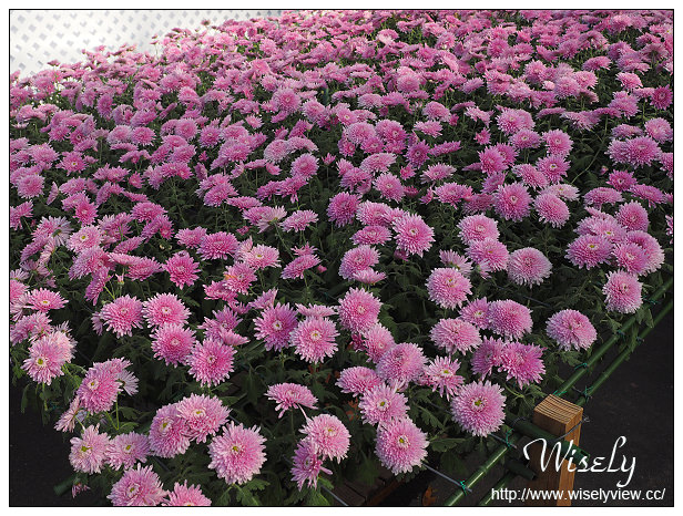 【遊記】台北士林。2015士林官邸菊展：嬉遊秋菊＠展期11/14-11/29，主打西遊記主題故事