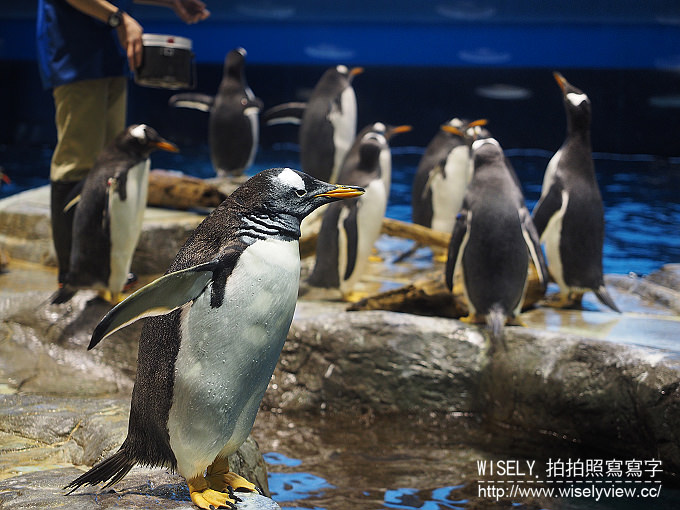 【日本山口廣島自由行】下關唐戶市場(河豚大餐)、赤間神宮、日清講和紀念館、海響館