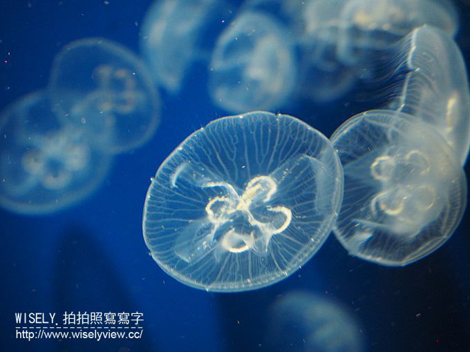 【日本山口廣島自由行】下關唐戶市場(河豚大餐)、赤間神宮、日清講和紀念館、海響館