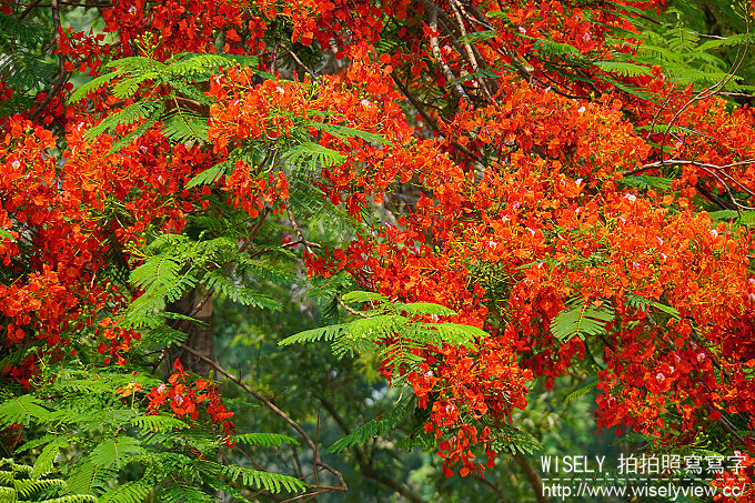 【分享】相機。索尼：Sony A6300一機三鏡＠泰國清邁拍攝使用心得&實拍作品分享