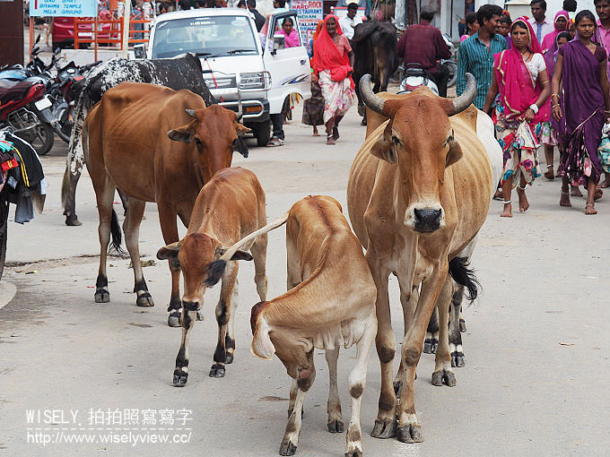 《印度》普希卡/普斯赫卡爾(Pushkar)＠印度人一生必定朝拜梵天神之聖湖，入住Hotel Pushkar Palace (普希卡飯店)
