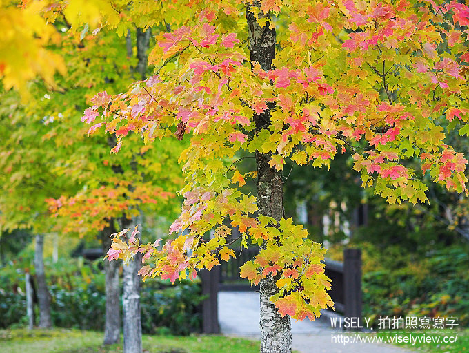 【旅行】日本北海道。空知:宝水ワイナリー (葡萄酒酒廠)、スパ・イン メープルロッジ (SPA & INN THE MAPLE LODGE 毛陽溫泉) & 戶外法式輕食料理 【旅行】日本北海道。空知:宝水ワイナリー (葡萄酒酒廠)、スパ・イン メープルロッジ (SPA & INN THE MAPLE LODGE 毛陽溫泉) & 戶外法式輕食料理