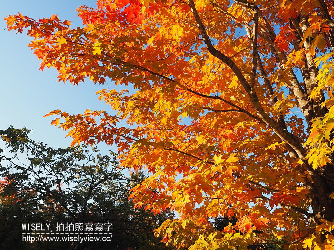 【旅行】日本北海道。空知:宝水ワイナリー (葡萄酒酒廠)、スパ・イン メープルロッジ (SPA & INN THE MAPLE LODGE 毛陽溫泉) & 戶外法式輕食料理 【旅行】日本北海道。空知:宝水ワイナリー (葡萄酒酒廠)、スパ・イン メープルロッジ (SPA & INN THE MAPLE LODGE 毛陽溫泉) & 戶外法式輕食料理
