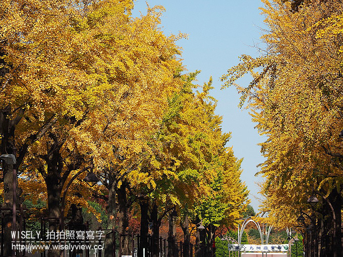 《東京自由行》銀杏景點：光之丘公園／都立光が丘公園＠都營大江戶線至光が丘駅(E38)