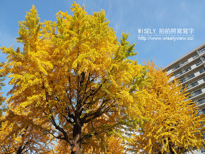 《東京自由行》銀杏景點：光之丘公園／都立光が丘公園＠都營大江戶線至光が丘駅(E38)