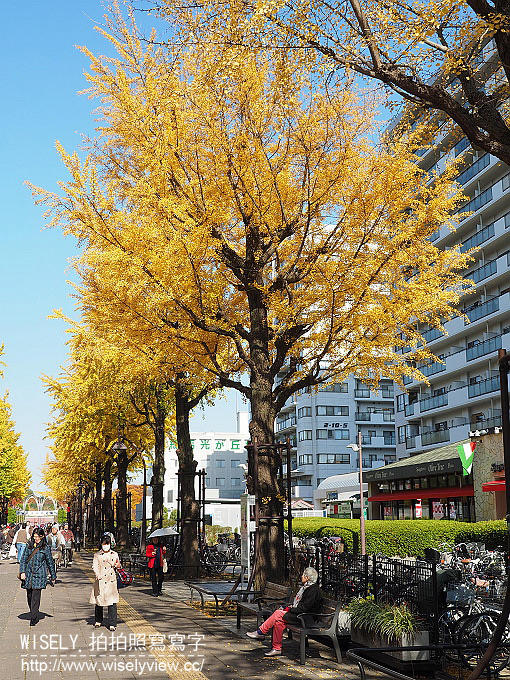 《東京自由行》銀杏景點：光之丘公園／都立光が丘公園＠都營大江戶線至光が丘駅(E38)