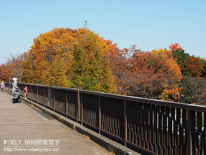 《東京自由行》銀杏景點：光之丘公園／都立光が丘公園＠都營大江戶線至光が丘駅(E38)