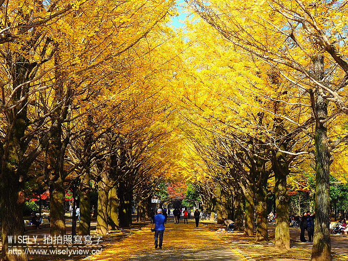 《東京自由行》銀杏景點：光之丘公園／都立光が丘公園＠都營大江戶線至光が丘駅(E38)