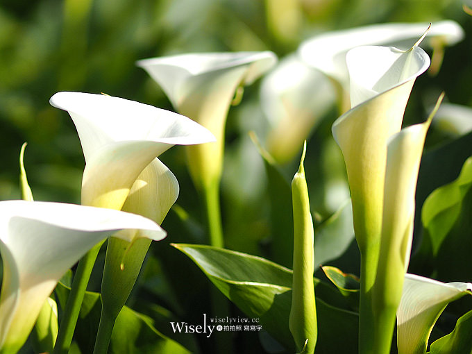 《台北市北投區。陽明山花季》竹子湖海芋季：頂湖大賞園海芋田＠2017-04-02花況&交通資訊