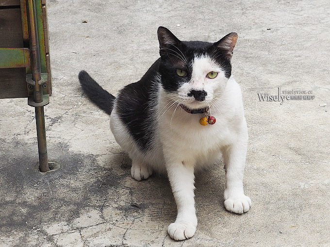 《台北大安。捷運六張犂站》苔毛咖啡館Taimo Café＠嘉興街文青風格，不限時供插座網路