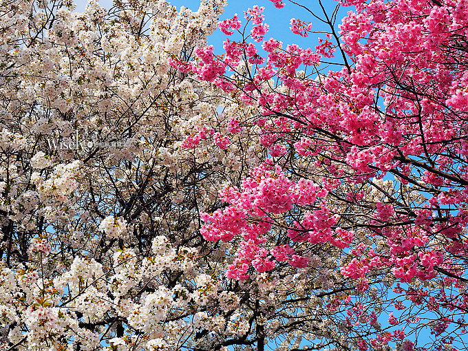 《攝影開箱文。STC 濾鏡》OLYMPUS 7-14mm F2.8 PRO 鏡頭專用遮光罩濾鏡組