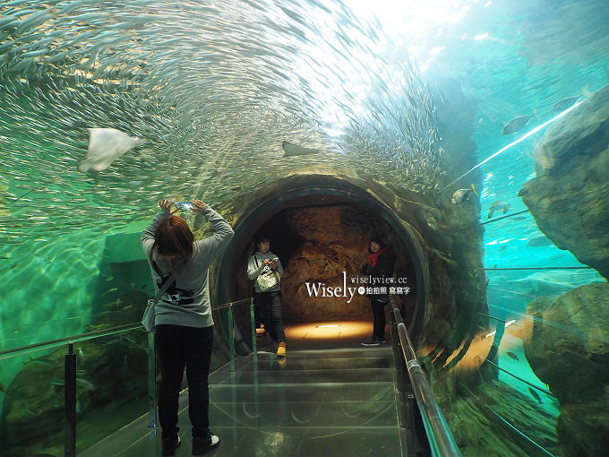 《山口縣下關市。海響館》中國地區最大水族館,可近距離看到企鵝與海豚~鄰近唐戶市場 《山口縣下關市。海響館》中國地區最大水族館,可近距離看到企鵝與海豚~鄰近唐戶市場