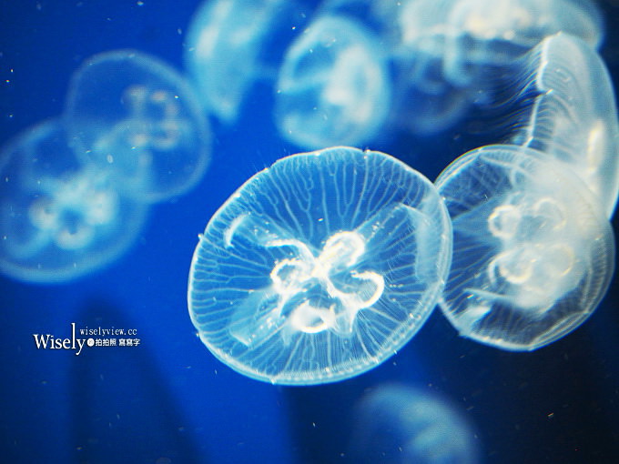 《山口縣下關市。海響館》中國地區最大水族館,可近距離看到企鵝與海豚~鄰近唐戶市場 《山口縣下關市。海響館》中國地區最大水族館,可近距離看到企鵝與海豚~鄰近唐戶市場
