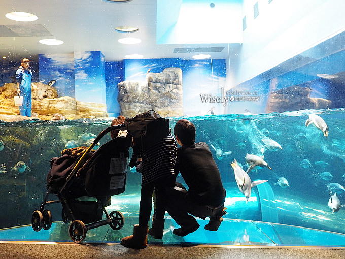 《山口縣下關市。海響館》中國地區最大水族館,可近距離看到企鵝與海豚~鄰近唐戶市場 《山口縣下關市。海響館》中國地區最大水族館,可近距離看到企鵝與海豚~鄰近唐戶市場
