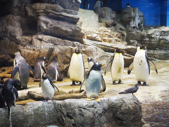 《山口縣下關市。海響館》中國地區最大水族館,可近距離看到企鵝與海豚~鄰近唐戶市場 《山口縣下關市。海響館》中國地區最大水族館,可近距離看到企鵝與海豚~鄰近唐戶市場