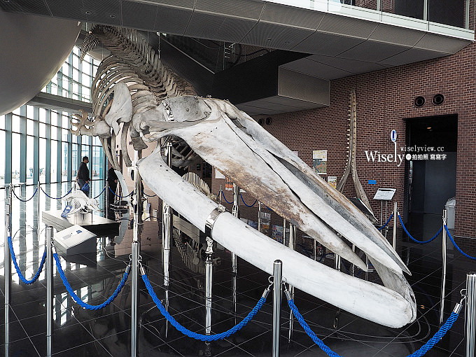 《山口縣下關市。海響館》中國地區最大水族館,可近距離看到企鵝與海豚~鄰近唐戶市場 《山口縣下關市。海響館》中國地區最大水族館,可近距離看到企鵝與海豚~鄰近唐戶市場