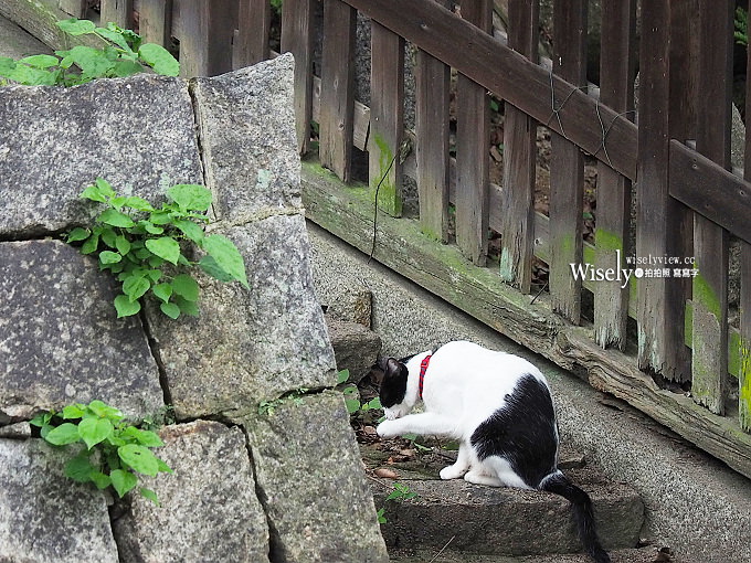 《Olympus EM-10 Mark III。岡山四國遊拍》新手入門的復古機，具4K錄影與121點對焦功能