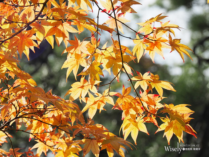 《日本。新潟景點》古町舊齋藤家別邸、田舍家鄉土料理、歷史博物館、北方文化博物館、今代司酒造、峰村釀造、政ちゃん豬排飯、白山神社、日本清酒館