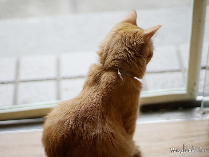 《台北中正。捷運古亭站》日安Ciao早午餐：爆漿起司帕里尼搭玫瑰鹽味鮮奶的迷你貓餐廳