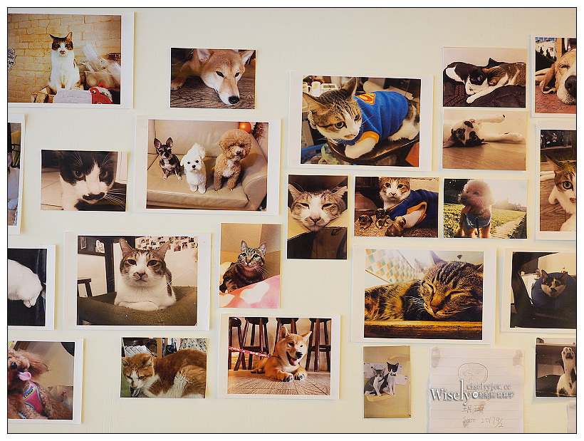 曬貓咖啡︱可愛店貓作陪︱輕食免費上網不限時︱捷運科技大樓站