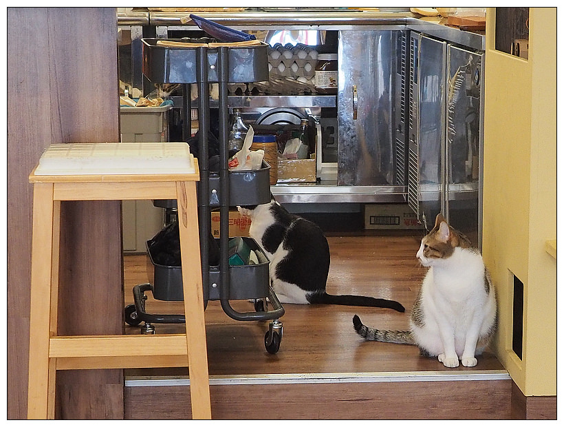 曬貓咖啡︱可愛店貓作陪︱輕食免費上網不限時︱捷運科技大樓站