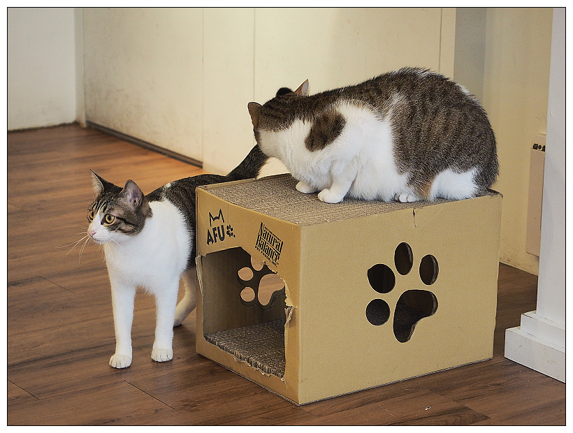 曬貓咖啡︱可愛店貓作陪︱輕食免費上網不限時︱捷運科技大樓站