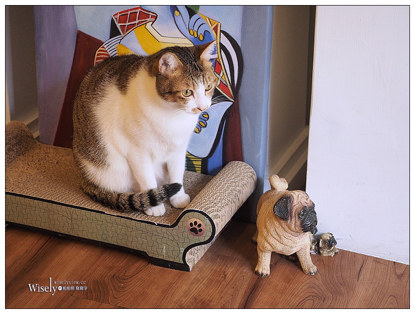 曬貓咖啡︱可愛店貓作陪︱輕食免費上網不限時︱捷運科技大樓站