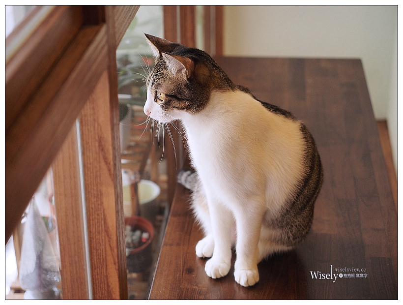 曬貓咖啡︱可愛店貓作陪︱輕食免費上網不限時︱捷運科技大樓站
