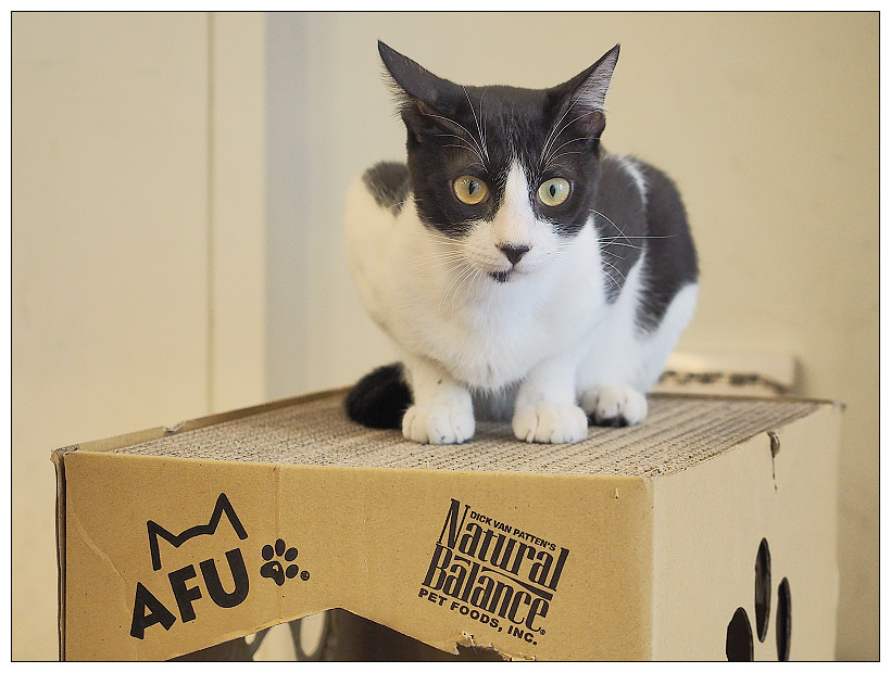 曬貓咖啡︱可愛店貓作陪︱輕食免費上網不限時︱捷運科技大樓站