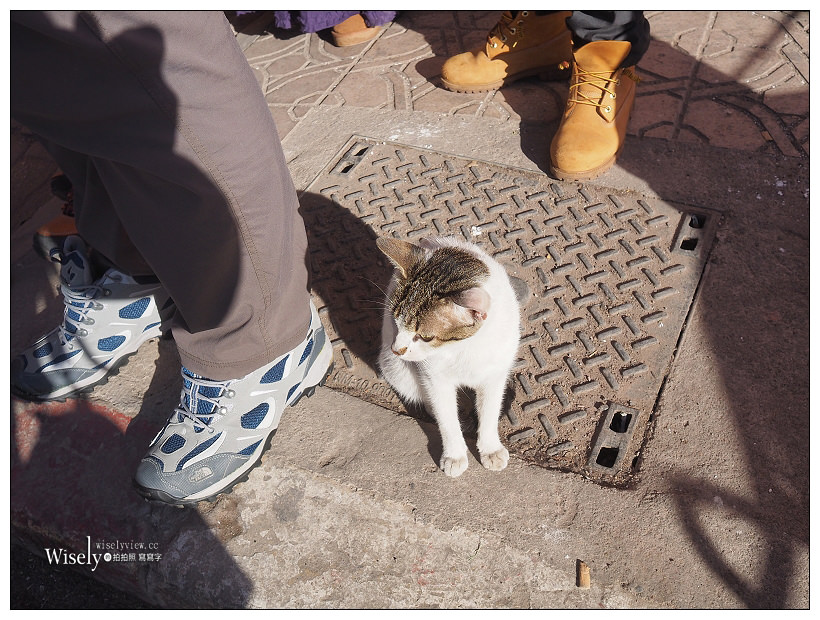 《摩洛哥》馬拉喀什Marrakesh：傳統庭院住宅、羊上樹、摩洛哥油、老城區市集