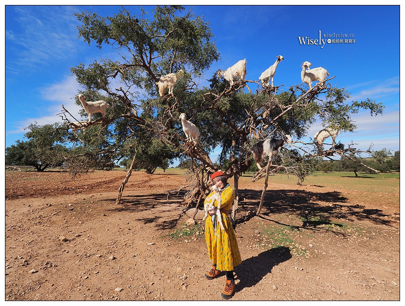 《摩洛哥》馬拉喀什Marrakesh：傳統庭院住宅、羊上樹、摩洛哥油、老城區市集