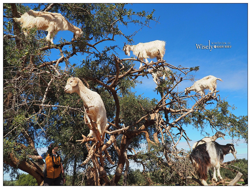 《摩洛哥》馬拉喀什Marrakesh：傳統庭院住宅、羊上樹、摩洛哥油、老城區市集