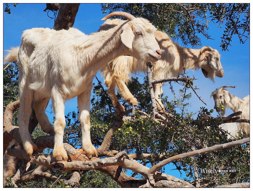 《摩洛哥》馬拉喀什Marrakesh：傳統庭院住宅、羊上樹、摩洛哥油、老城區市集